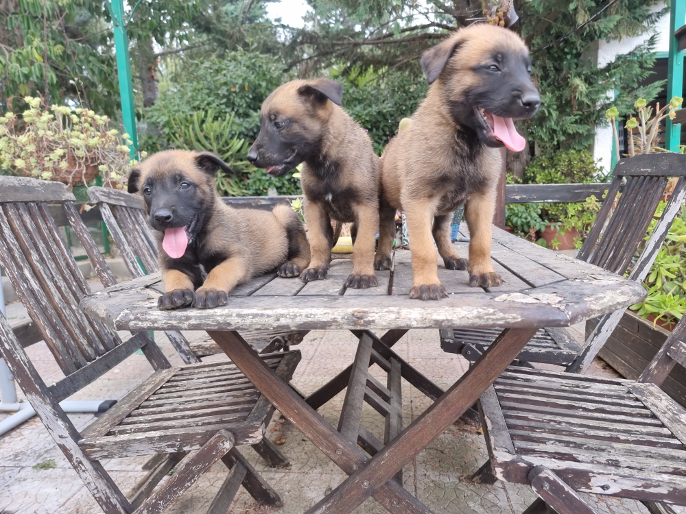 Foto Cuccioli Allevamento Pastore Belga Malinois Puglia Calabria Campania