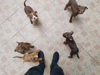 Foto Cuccioli American Pit Bul Terrier