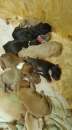 Foto Cuccioli American Pitbull Terrier UKC