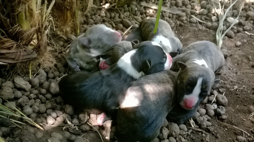 Foto Cuccioli Amstaff Nero con pedigree a Bari in Puglia
