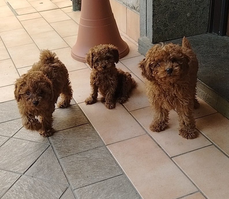 Foto Cuccioli Barboncino 