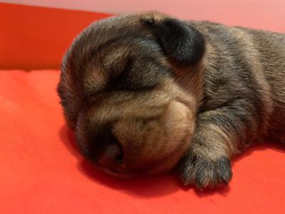 Foto Cuccioli bassotto nano a pelo duro.