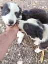Foto Cuccioli bordercollie