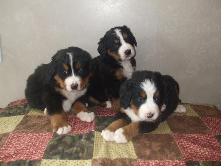 Foto Cuccioli bovaro del bernese in Regalo 