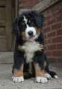 Foto Cuccioli Bovaro del Bernese maschio e femmina