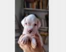 Foto Cuccioli Boxer di Altissima Genealogia  in vendita