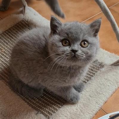 Foto Cuccioli British Shorthair