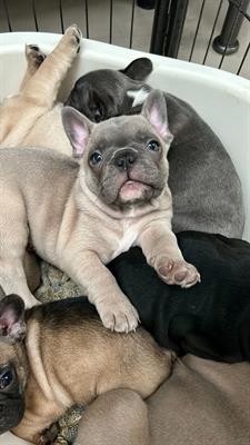 Foto Cuccioli bulldog francese