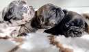 Foto Cuccioli bulldog francese esotici