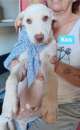 Foto Cuccioli cercano casa