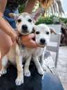 Foto Cuccioli cercano casa