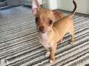 Foto Cuccioli Chihuahua