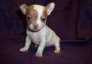Foto Cuccioli Chihuahua dalla taglia mini toy ai toy