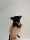Foto Cuccioli Chihuahua in vendita