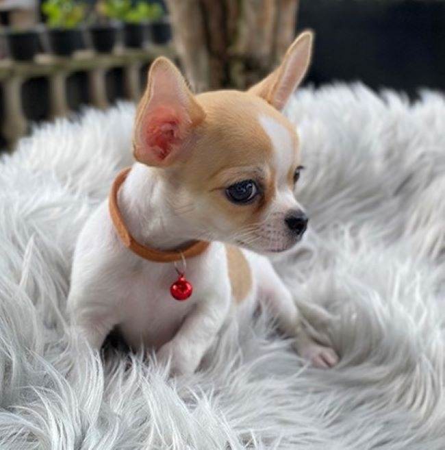 Foto Cuccioli Chihuahua toy, delle piccole dolcezze di 3 mesi in pronta consegna.