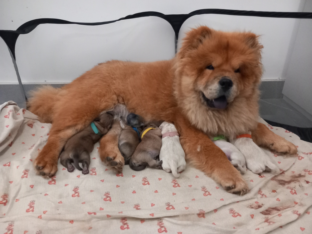 Foto Cuccioli Chow Chow 