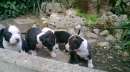 Foto Cuccioli di Amstaff in zona Bitonto Terlizzi Molfetta Altamura Gravina