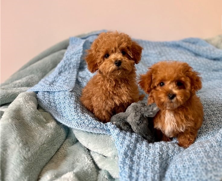 Foto cuccioli di Barboncino