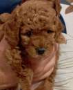 Foto CUCCIOLI DI BARBONCINO