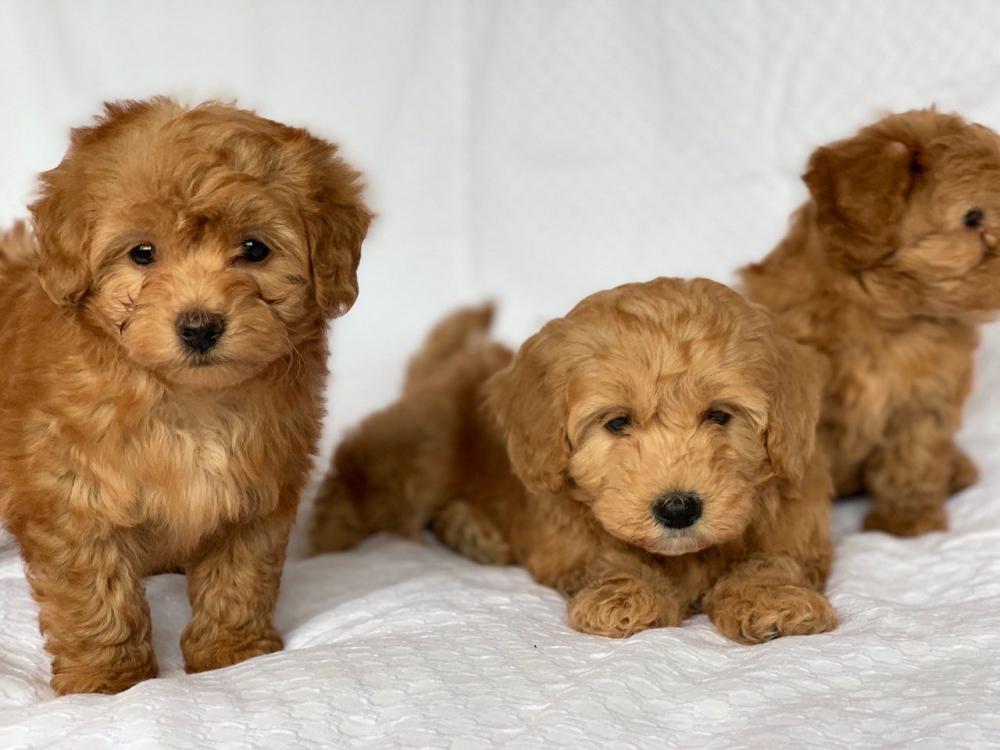 Foto Cuccioli di barboncino toy