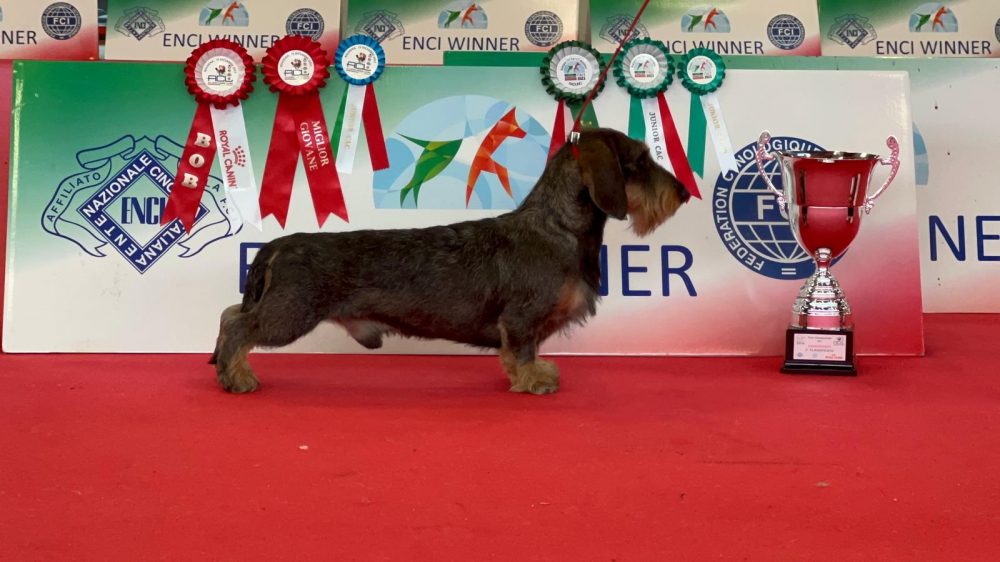 Foto Cuccioli di Bassotto tedesco