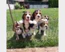 Foto Cuccioli di beagle