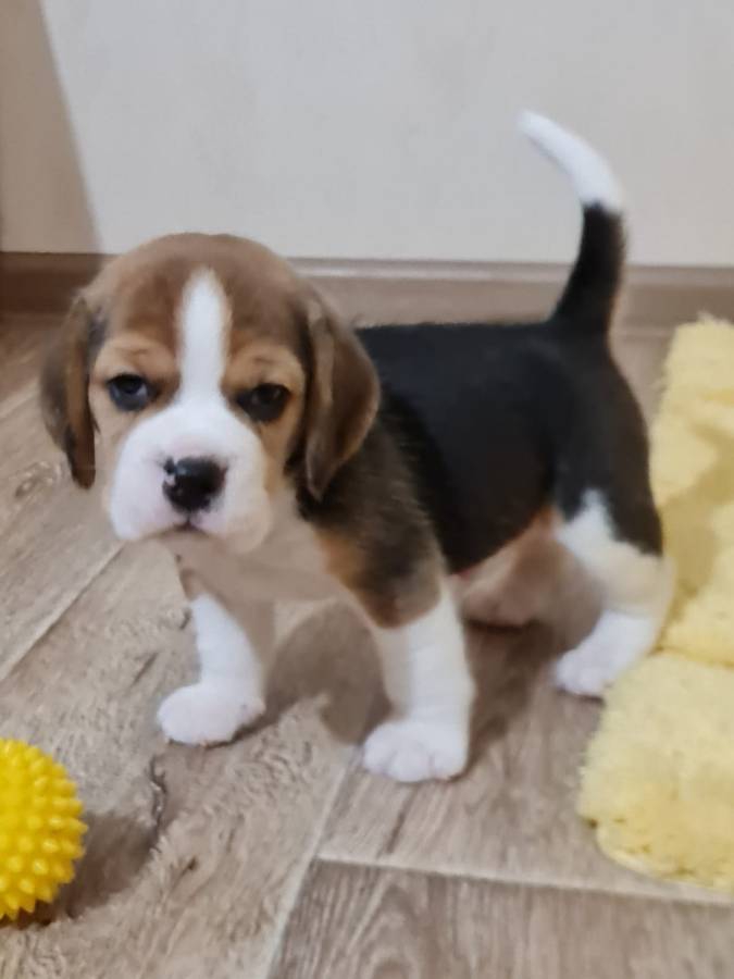Foto Cuccioli di Beagle