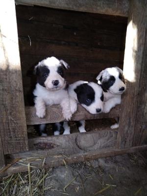 Foto Cuccioli di Border Collie