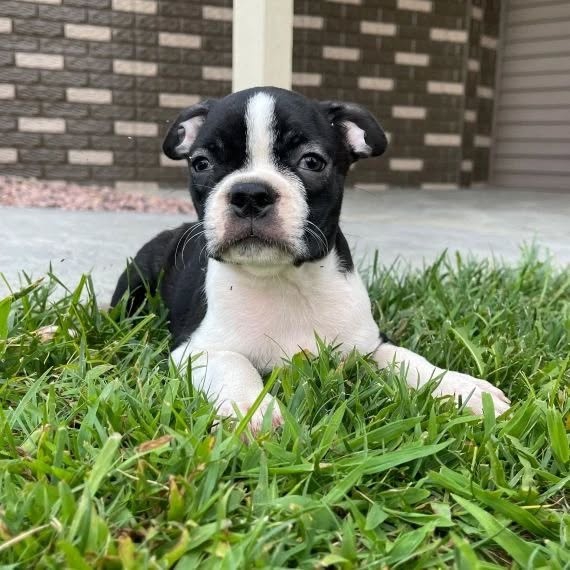 Foto Cuccioli di Boston Terrier