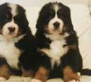 Foto Cuccioli di Bovaro del Bernese