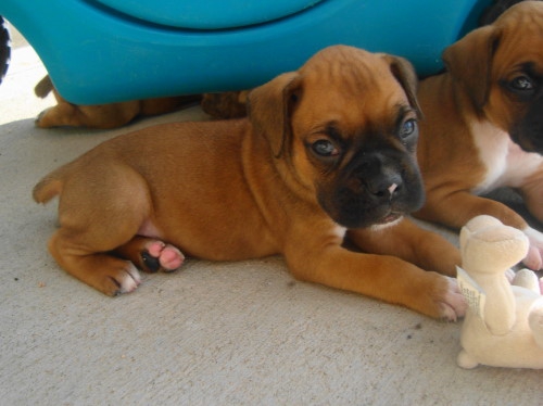 Foto cuccioli di boxer 