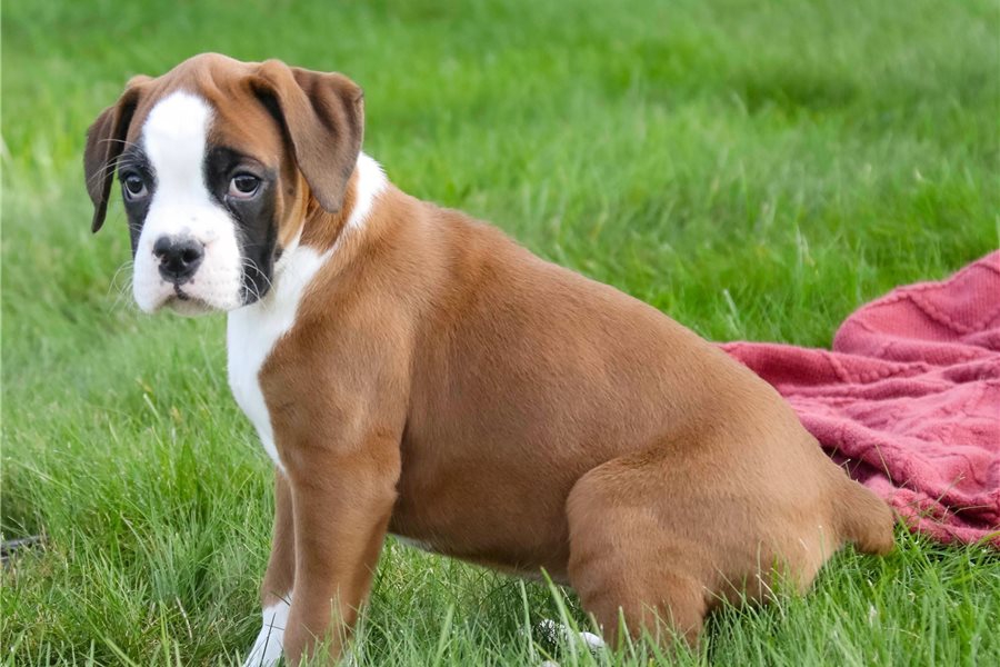 Foto Cuccioli di Boxer