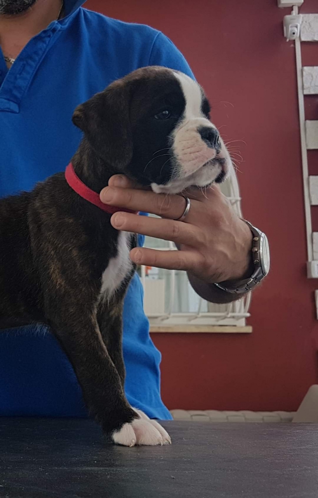 Foto CUCCIOLI DI BOXER M/F