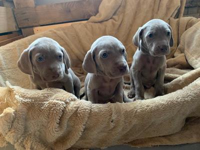 Foto cuccioli di bracco weimaraner .