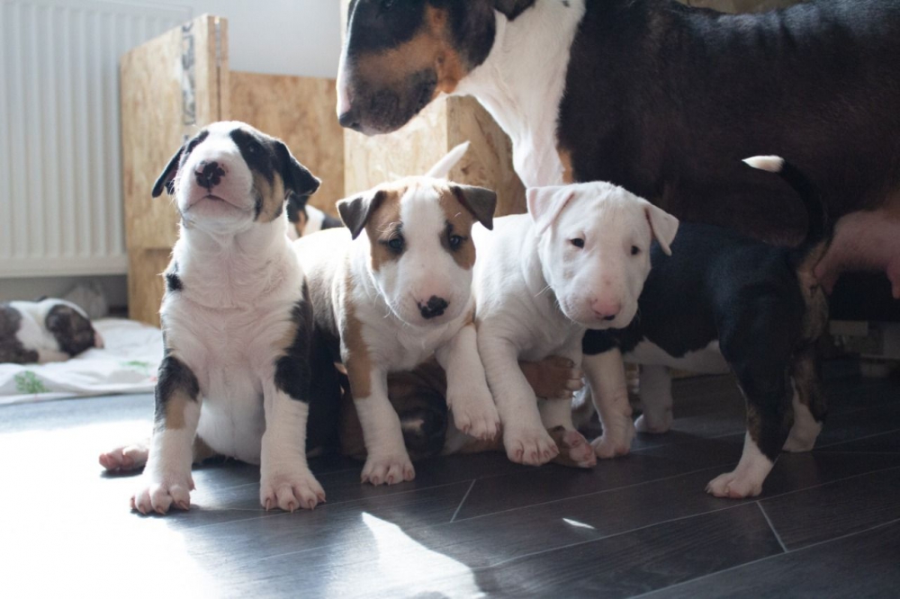 Foto cuccioli di bull terrier in regalo