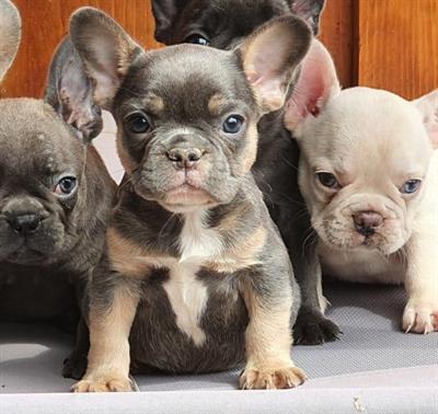 Foto Cuccioli di bulldog francese