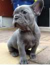 Foto Cuccioli di bulldog francese