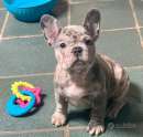 Foto Cuccioli di Bulldog Francese Blu