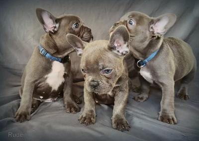 Foto Cuccioli di bulldog francese blu occhi azzurri