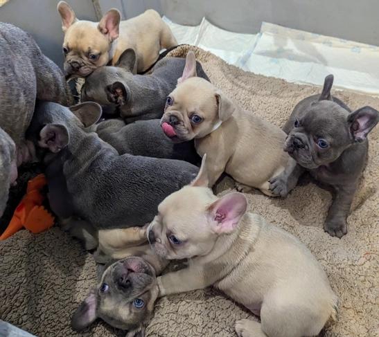 Foto Cuccioli di bulldog francese in adozione.