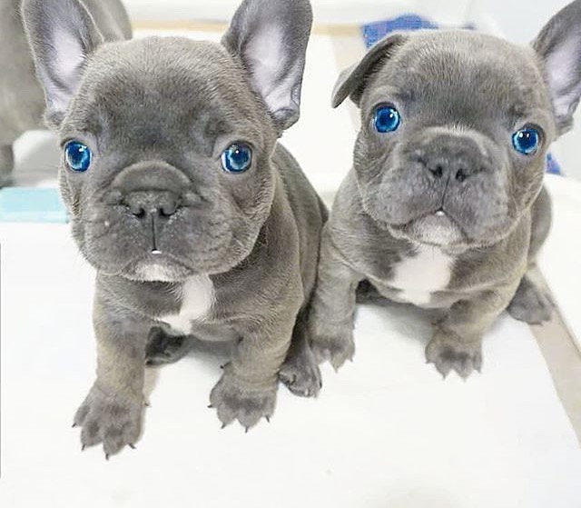 Foto cuccioli di bulldog francese in regalo