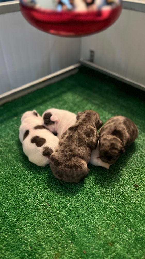 Foto Cuccioli di Bulldog francese maschi e femmine