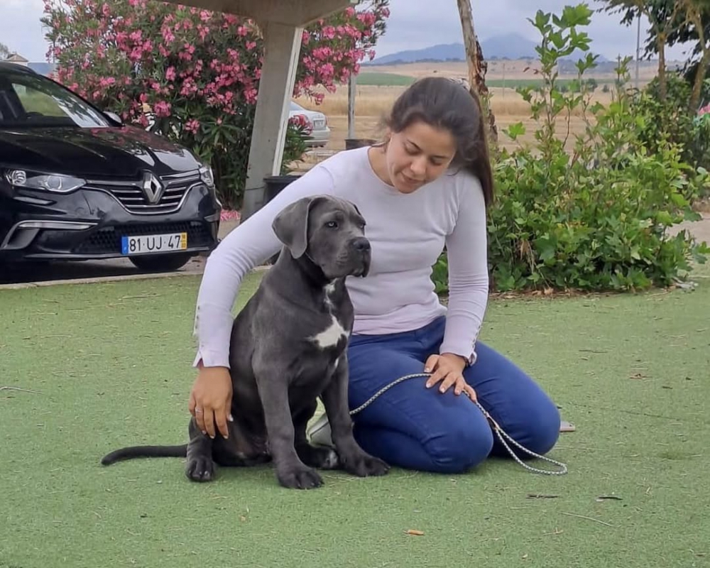 Foto Cuccioli di Cane Corso