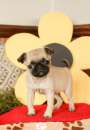 Foto Cuccioli di carlino