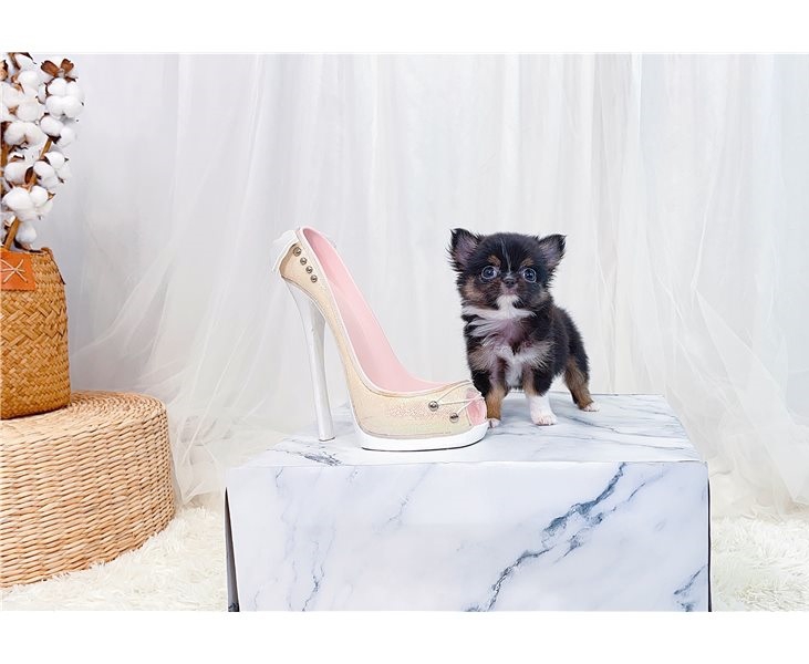 Foto cuccioli di chihuahua, 