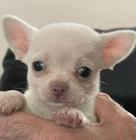 Foto Cuccioli di Chihuahua