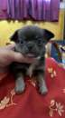 Foto Cuccioli di chihuahua