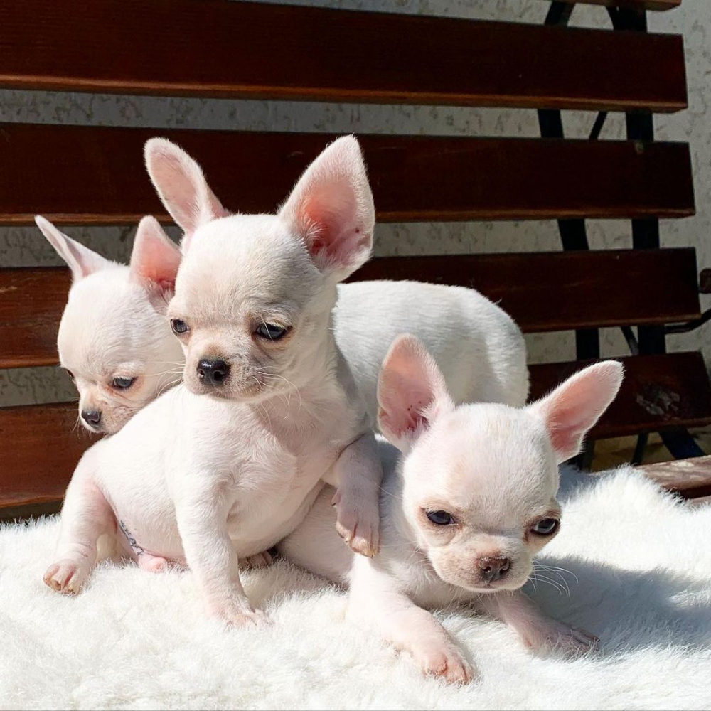 Foto Cuccioli di chihuahua teacup allevati in casa,