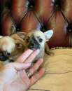 Foto Cuccioli di chihuahua toy