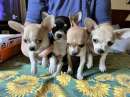 Foto Cuccioli di Chihuahua Toy